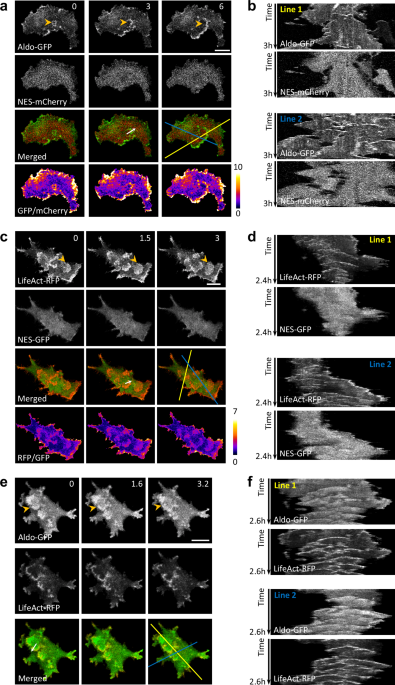 Samovoľné glykolytické vlny riadia metabolizmus buniek a podporujú progresiu rakoviny