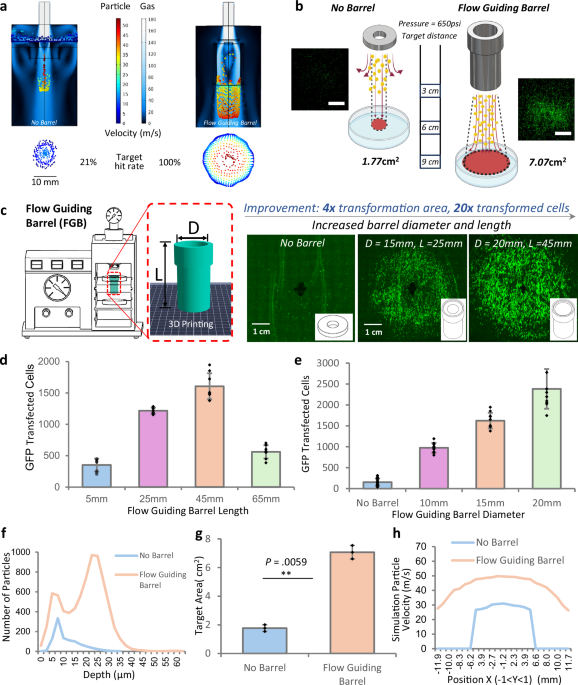 Enhancing biolistic plant transformation and genome editing with a flow  guiding barrel | Nature Communications
