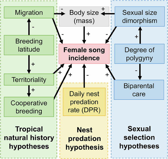 Why is Male Competition Absent in Some Bird Species: Surprising Insights