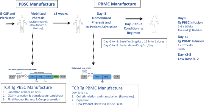 Human cancer-targeted immunity via transgenic hematopoietic stem cell progeny - Nature Communications