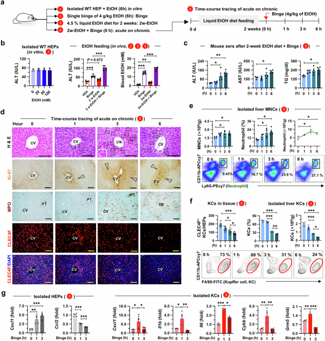 Binge drinking triggers VGLUT3-mediated glutamate secretion and subsequent hepatic inflammation by activating mGluR5/NOX2 in Kupffer cells