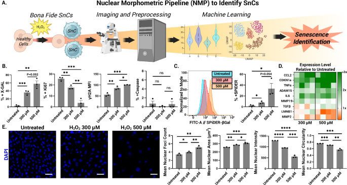 Machine Learning Reveals Dynamic Senescence States Through Nuclear Morphometrics Across Age