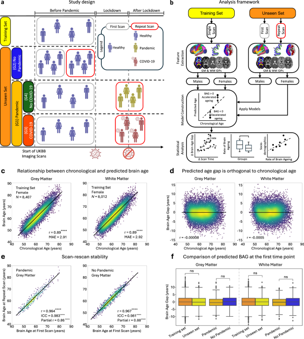 Accelerated brain ageing during the COVID-19 pandemic