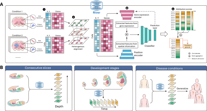 Enhancing Gene Pattern Analysis with Interpretable Deep Learning Techniques