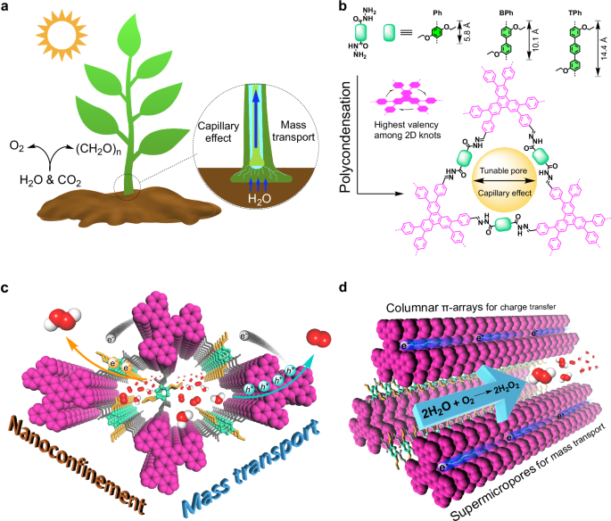 Innovative COFs for Efficient Hydrogen Peroxide Production Through Artificial Photosynthesis