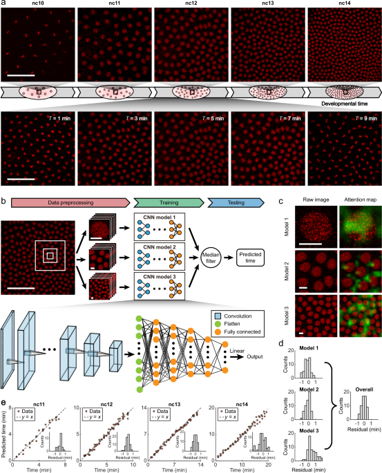 High-Resolution Time Inference with Deep Learning for Analyzing Dynamic Gene Regulation in Fixed Embryos
