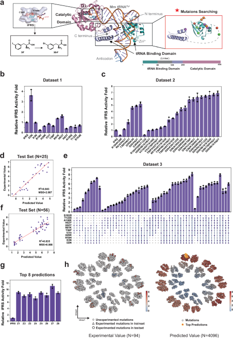 Enhancing Pyrrolysyl-tRNA Synthetase for Better Noncanonical Amino Acid Incorporation Through Machine Learning
