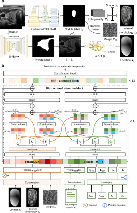 Predicting Thyroid Cancer Metastasis with Explainable Multimodal Deep Learning and Ultrasound Imaging