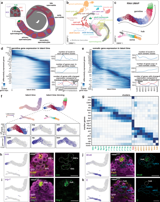Dissecting the enhancer gene regulatory network in early Drosophila spermatogenesis