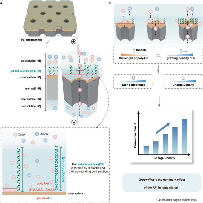 Role of the real first interface in regulating ionic signal of nanochannels