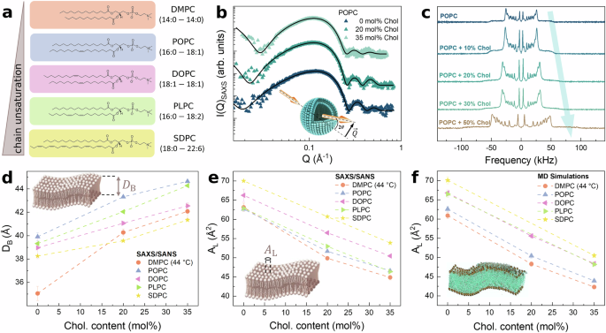 sho c. takatori lipid membrane 2019 The Effect of Cholesterol in SOPC Lipid Bilayers at Low Temperatures main image 1