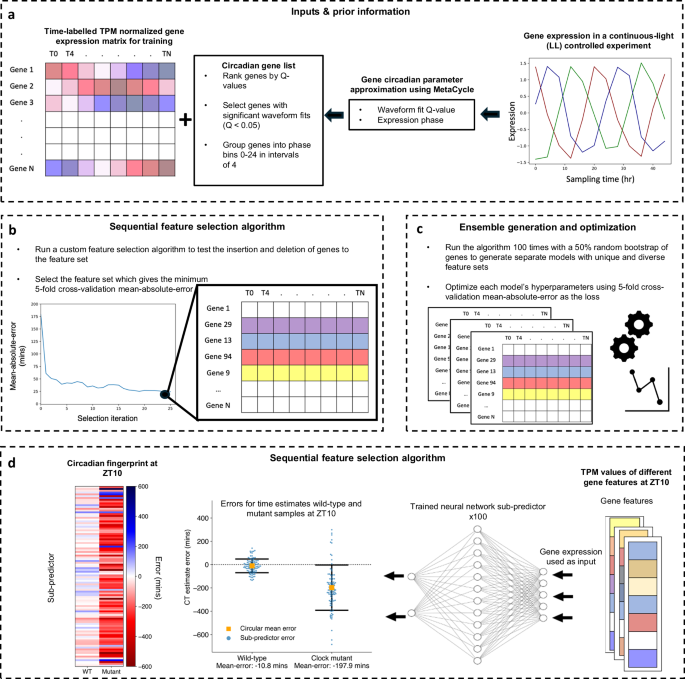 Machine learning highlights factors associated with Arabidopsis circadian clock