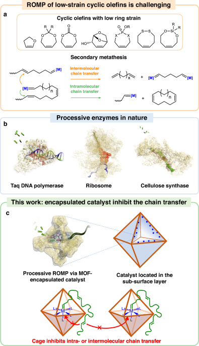 Processive ring-opening metathesis polymerization of low ring strain cycloalkenes via molecularly confined catalyst - Nature Communications