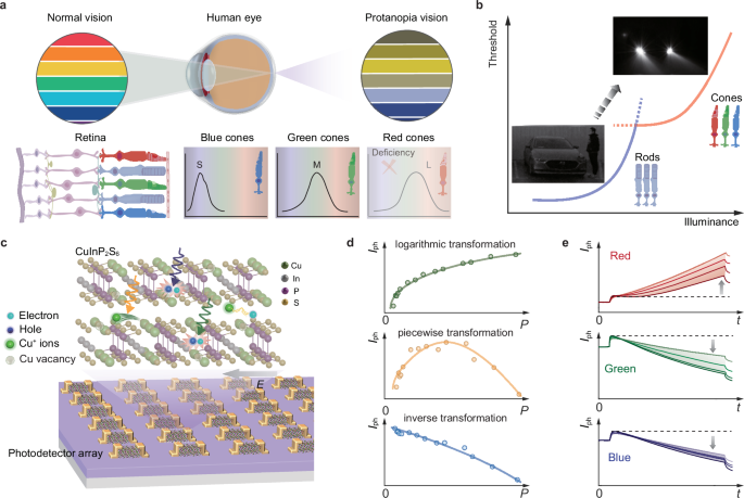 Is the Type of Vision Useful in Sensing Motion: Key Insights