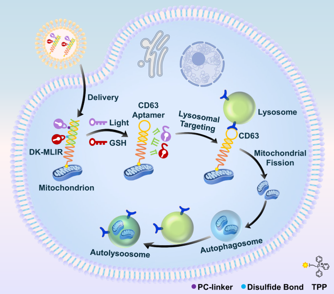 Dual-key cooperatively activated DNA regulator for controlling  mitochondria-lysosome interactions | Nature Communications