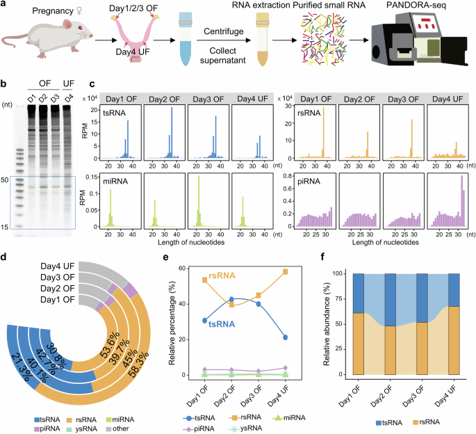 Maternal diet-induced alterations in uterine fluid sncRNAs compromise preimplantation embryo development and offspring metabolic health