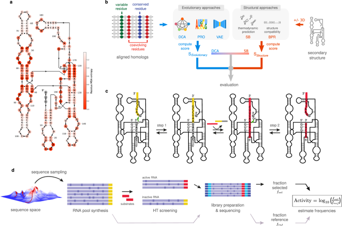 Exploring the space of self-reproducing ribozymes using generative models