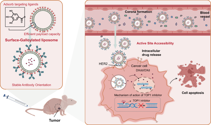 Galloylated liposomes enable targeted drug delivery by overcoming protein  corona shielding | Nature Communications