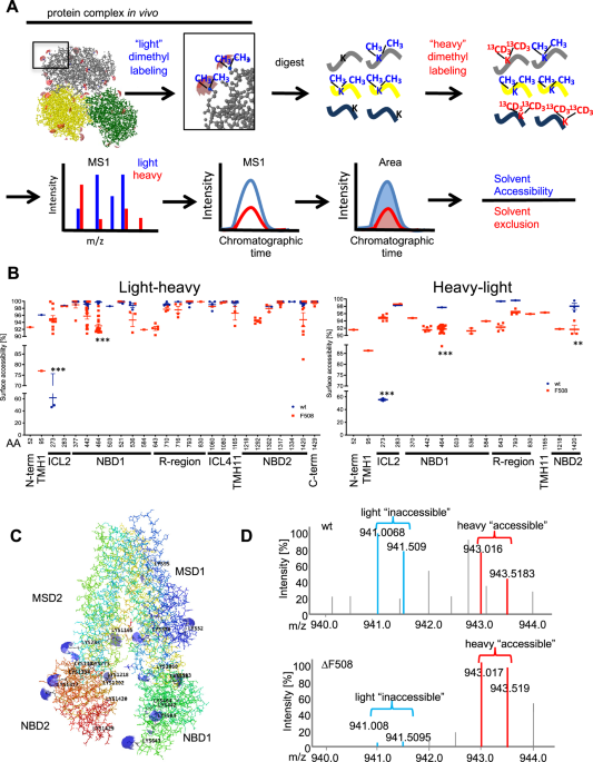 In vivo conformational space and defects of misfolded CFTR variants by covalent protein painting