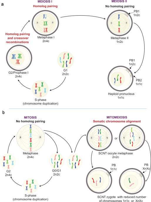 Induction of experimental cell division to generate cells with reduced chromosome ploidy - Nature Communications