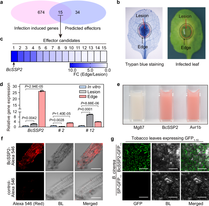 The pathogen effector BcSSP2 suppresses the NPC phase separation to facilitate Botrytis cinerea infection