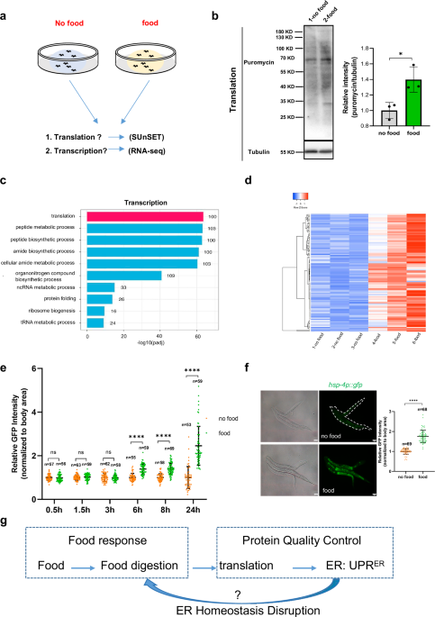 The shutdown of food digestion due to endoplasmic reticulum homeostasis ...
