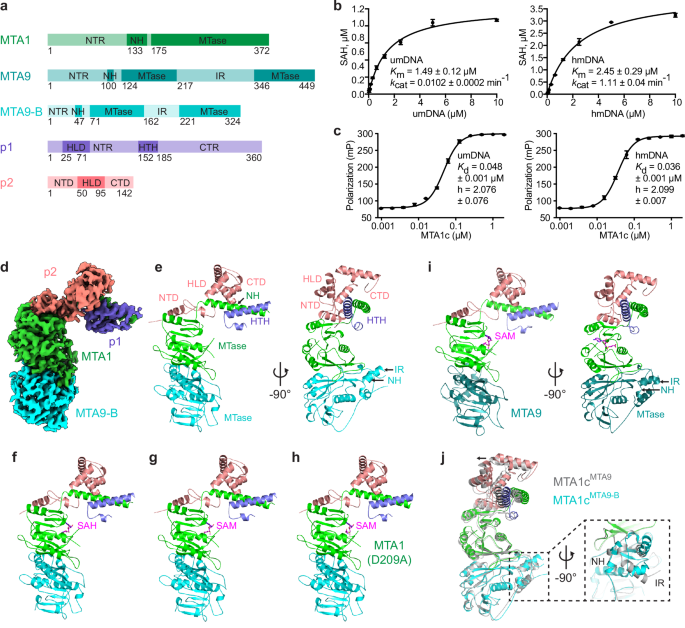 Mechanism for the substrate recognition by a eukaryotic DNA N6-adenine ...