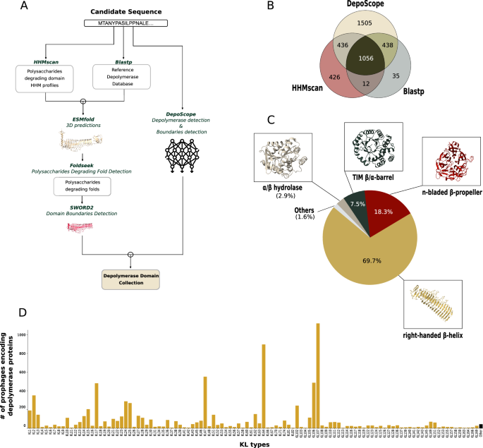 Predikcia špecifity bakteriálnych vírusov pomocou analýzy dát z Klebsiella lyzogénov