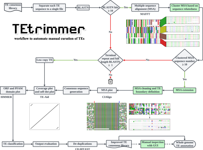 TEtrimmer: A tool to automate the manual curation of transposable elements
