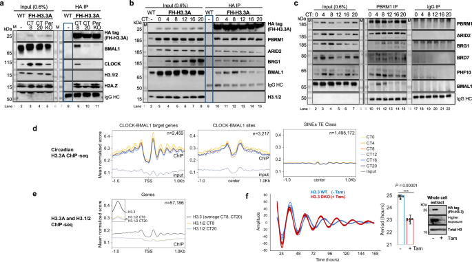 PBAF/cBAF reorganization on H3.3 chromatin regulates BMAL1 activity in the absence of circadian negative feedback