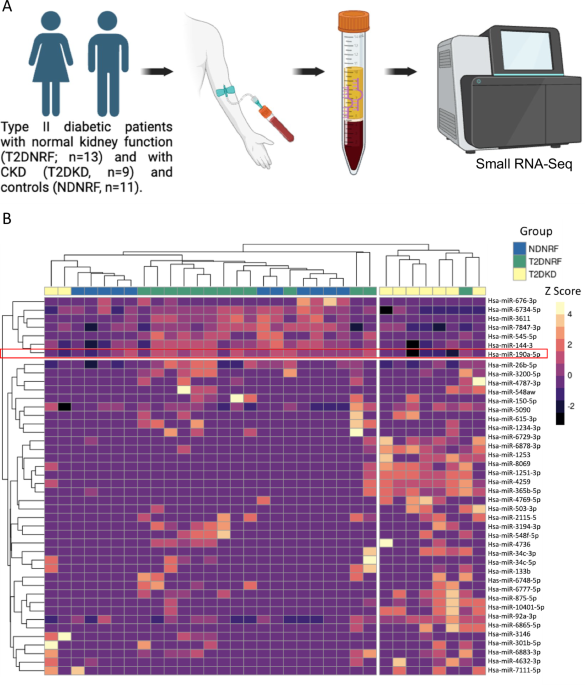 Low circulating miR-190a-5p predicts progression of chronic kidney disease