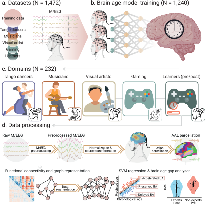 Creative experiences and brain clocks