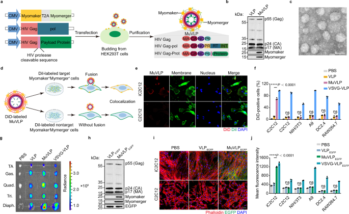 Muscle-specific gene editing therapy via mammalian fusogen-directed virus-like particles