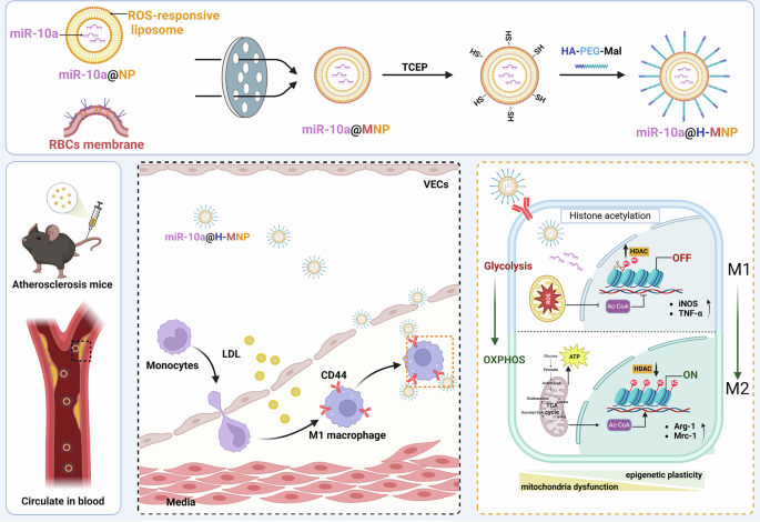 Reprogramming mitochondrial metabolism and epigenetics of macrophages ...