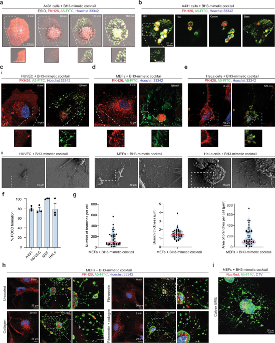 Mechanism for generating extracellular vesicles that mark the site of cell death