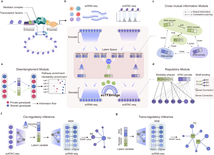 scTFBridge: a disentangled deep generative model informed by TF-motif ...