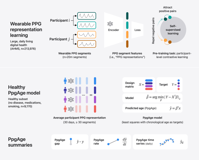 A wearable-based aging clock associates with disease and behavior