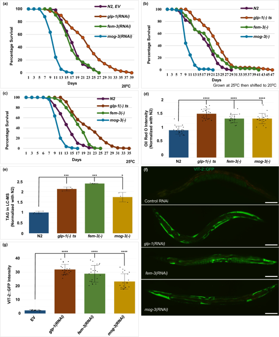 glp 1 longevity Different gametogenesis states uniquely impact longevity in Caenorhabditis  elegans