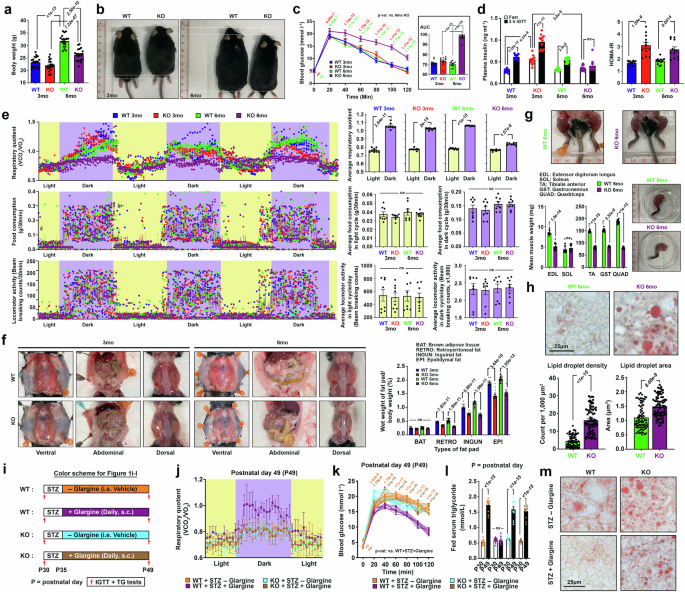 Alpha-Ketoglutarate: A New Hope for Insulin Resistance & Metabolic Health?