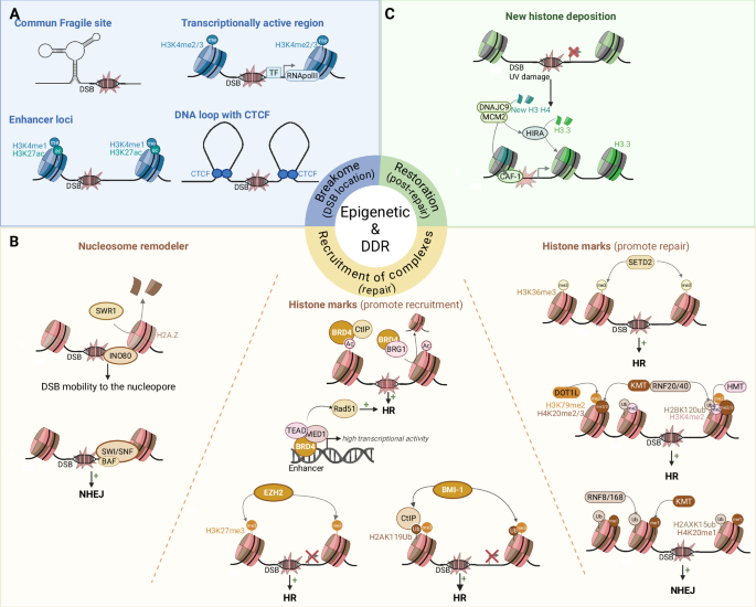 The interplay of DNA damage, epigenetics and tumour heterogeneity in ...