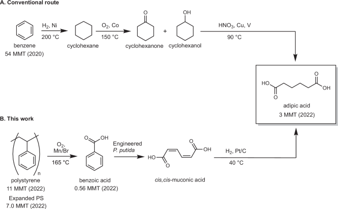 Upcycling waste polystyrene to adipic acid through a hybrid chemical and biological process - Nature Communications
