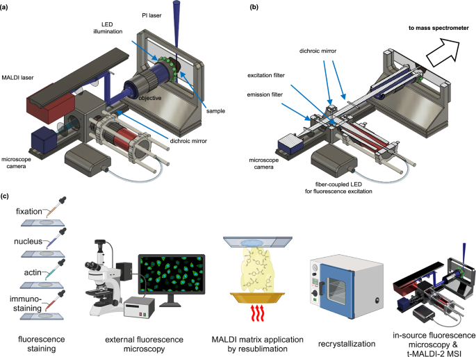 Spatial biology using single-cell mass spectrometry imaging and ...