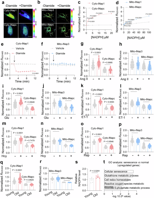 nadph increase and glutathione levels u87 cells Elevating cytosolic NADPH metabolism in endothelial cells ameliorates  vascular aging