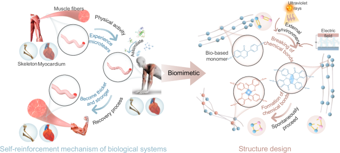 Biomimetic self-reinforcing recyclable biomass-derived inherently-safe ...