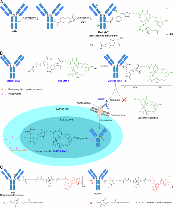 Site-specific ligase-dependent conjugation with ring-opening linker  improves safety and stability of HER2-targeting ADCs