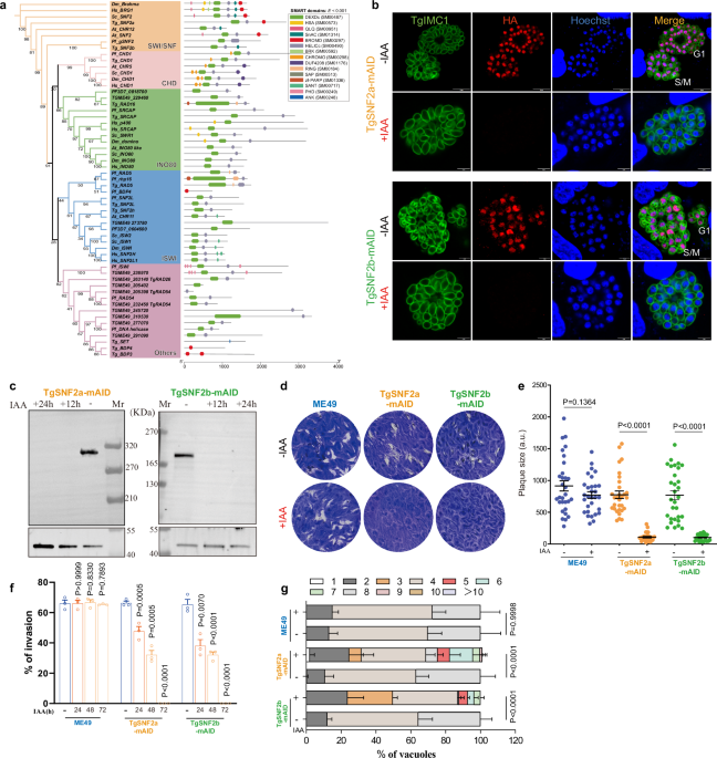 Toxoplasma gondii chromatin remodeler SWI/SNF controls parasite division and gene expression