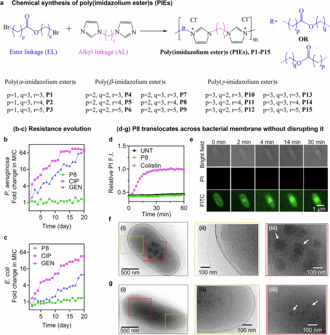 Poly(imidazolium ester) antibiotic forms intracellular polymer-nucleic acid biomolecular condensates and fight drug-resistant bacteria - Nature Communications