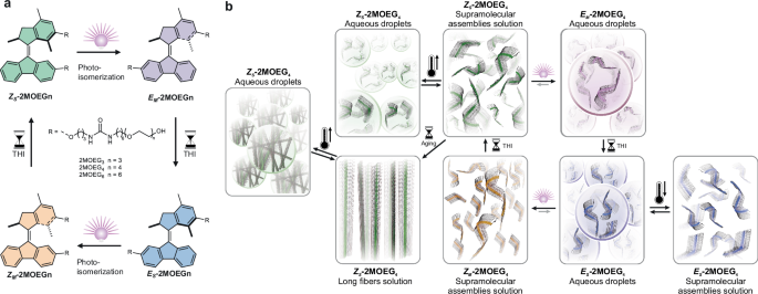 Molecular motor-driven reversible liquid-liquid phase separation of supramolecular assemblies - Nature Communications