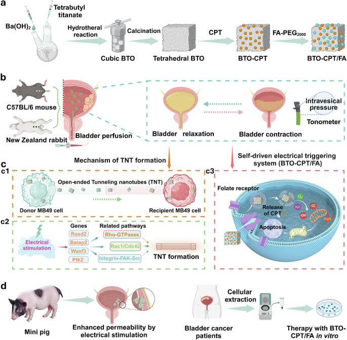 Self-driven electrical triggering system activates tunneling nanotube  highways to enhance drug delivery in bladder cancer therapy | Nature  Communications