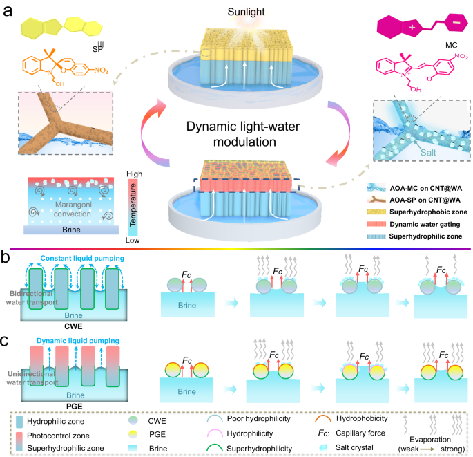 Light-adaptive interfacial solar steam evaporation enhanced by dynamic water gating | Nature Communications Light-adaptive interfacial solar steam evaporation enhanced by dynamic water gating | Nature Communications